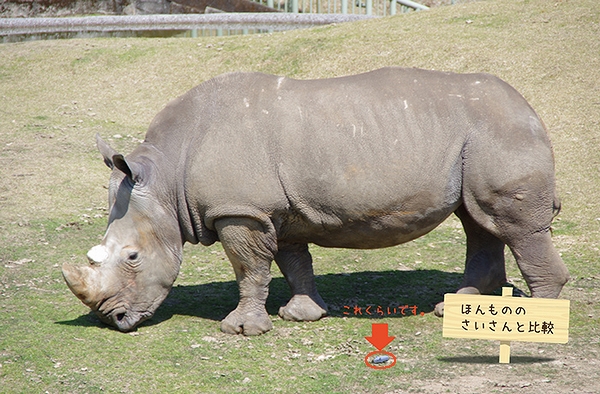 �ق���̂̂�������Ɣ�r���Ă݂܂����I